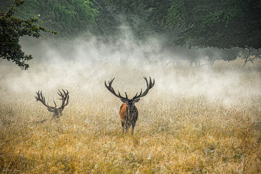 Breakfast in the fog
